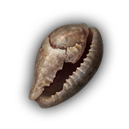 Seashell